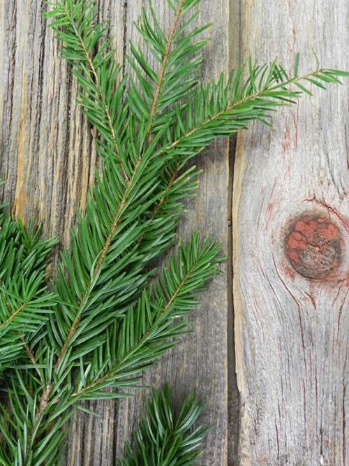 NOBLE FIR 25#  CHRISTMAS GREENS